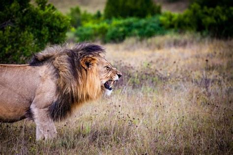 What Predators Eat Lions? - Joy of Animals