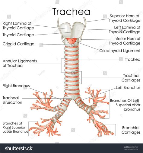 34,781 The trachea Images, Stock Photos & Vectors | Shutterstock