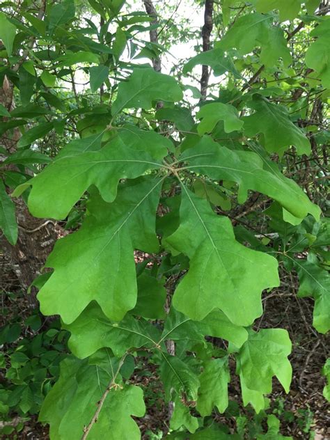 Quercus marilandica (Blackjack Oak, Oaks) | North Carolina Extension ...