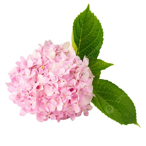 Hydrangea Flowers, Hydrangea, Fresh Flowers, Flowers PNG Transparent Image and Clipart for Free ...