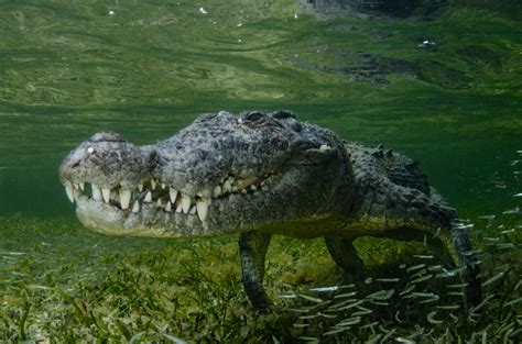 Man Fights Off 10-Foot Crocodile's Death Roll With His Head in Its Jaws - Newsweek