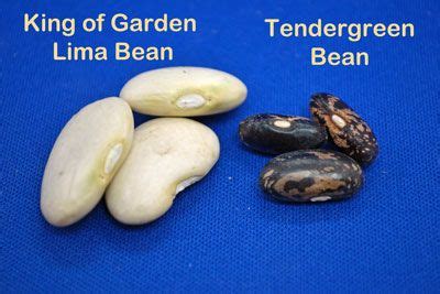 Seed orientation for planting tips Garden Seeds, Planting Seeds, Prepper Supplies, Lima Bean ...