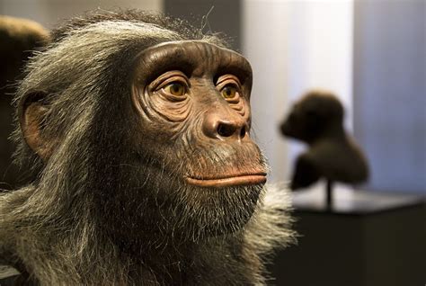 Sahelanthropus tchadensis - reconstruction | Archeologie, Schilderij