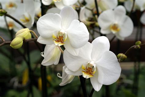 Beautiful White Orchids