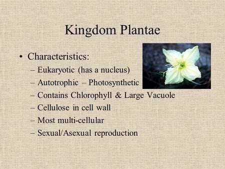 Kingdom Plantae Characteristics: Eukaryotic (has a nucleus) Alternation ...