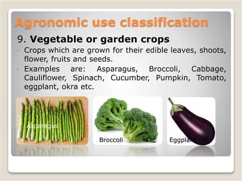 Classification of field crops | PPT