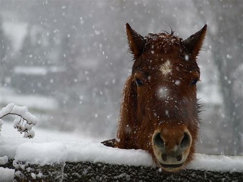 🔥 [50+] Horse in Snow Wallpapers Desktop | WallpaperSafari