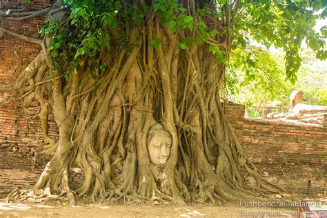 Buddha head in tree trunk, Ayutthaya,Thailand