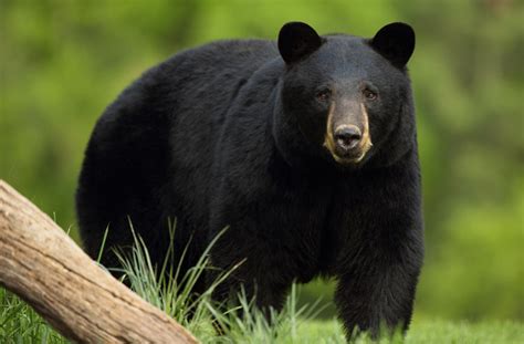 Black Bear - Clear Creek County Tourism Bureau