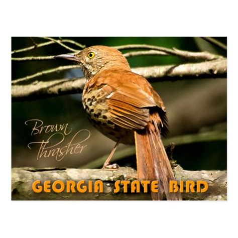 Georgia State Bird - Brown Thrasher Postcard | Zazzle.com