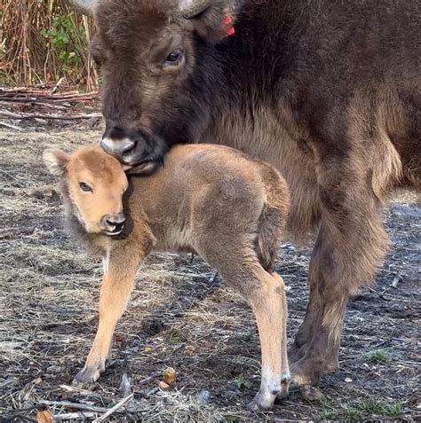 Wild bison calf born in UK for first time in 6,000 years - CoventryLive