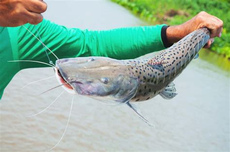 Como criar peixe pintado - guia passo a passo! - MF Magazine