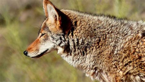 5 cosas que no sabías del coyote - Mexico Travel Channel