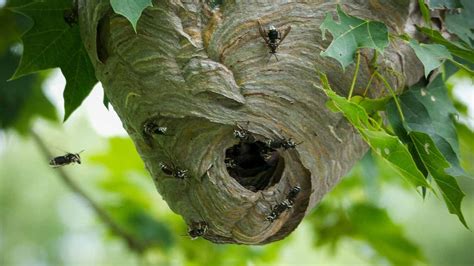 Wasp Nest Removal + Safety Precautions