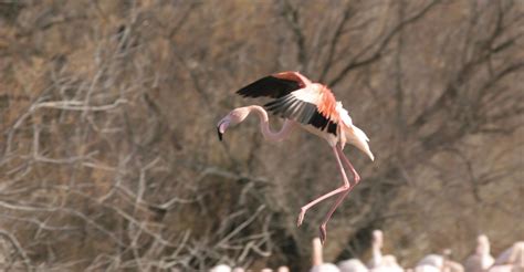 Flock of Flamingos - Top Tourist