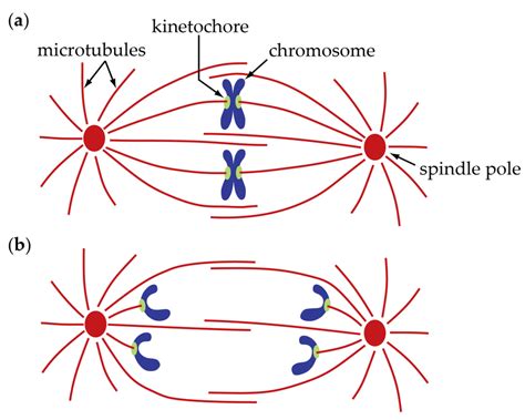 Mitosis Anaphase Diagram