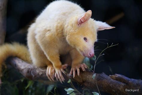 "Possum White" by Backyard | Redbubble