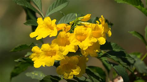 Yellow Bells | San Diego Zoo Animals & Plants