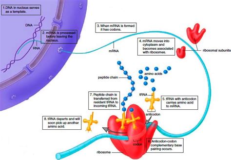 Protein Synthesis and Genetic Code - SBI4U RESOURCE WEBSITE