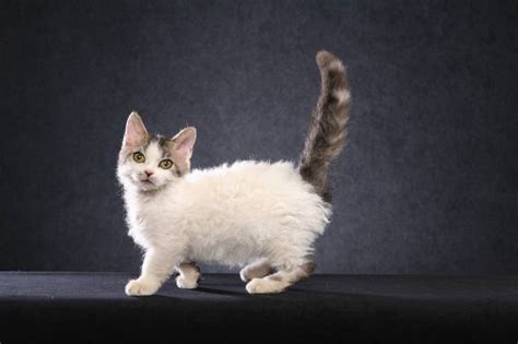 Lambkin Cat Breed - Behavior, Grooming & Personality Traits » CatPointers