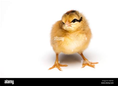 Yellow Chick over white background Stock Photo - Alamy