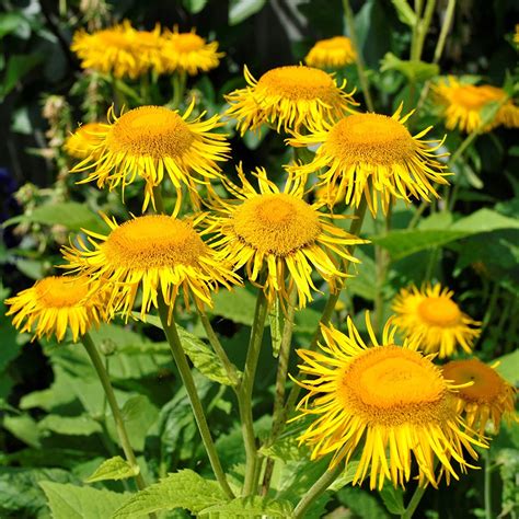 Elecampane Medicinal Plant - Benefits & Uses - ital is vital