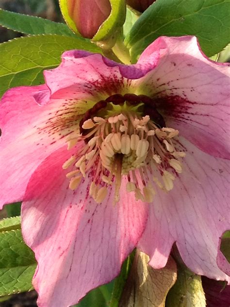 Hellebores