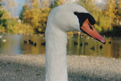 Mute swan - Invasive Species Council of British Columbia