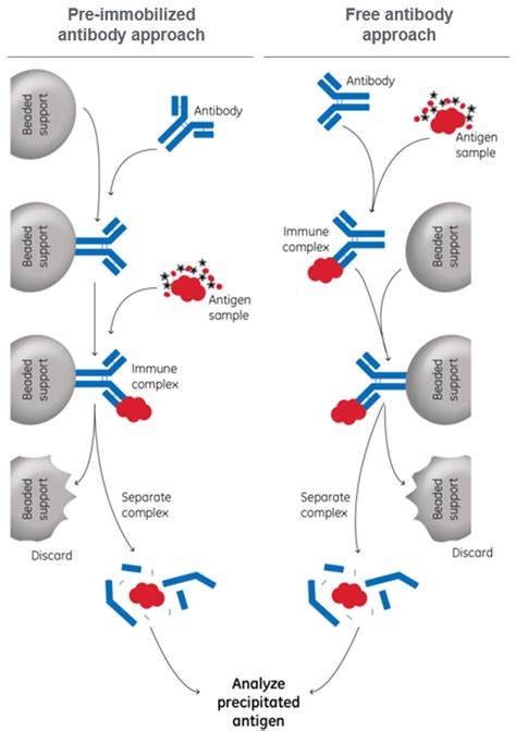 Tips for successful immunoprecipitation | Cytiva