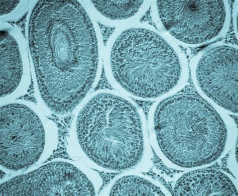 What are the Different Types of Cell Membrane Phospholipids?