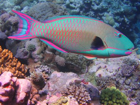 great-barrier-reef-animals-parrotfish - Great Barrier Reef Liveaboards