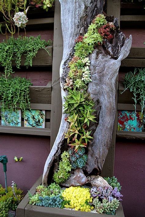 50 Best Succulent Garden Ideas for 2022