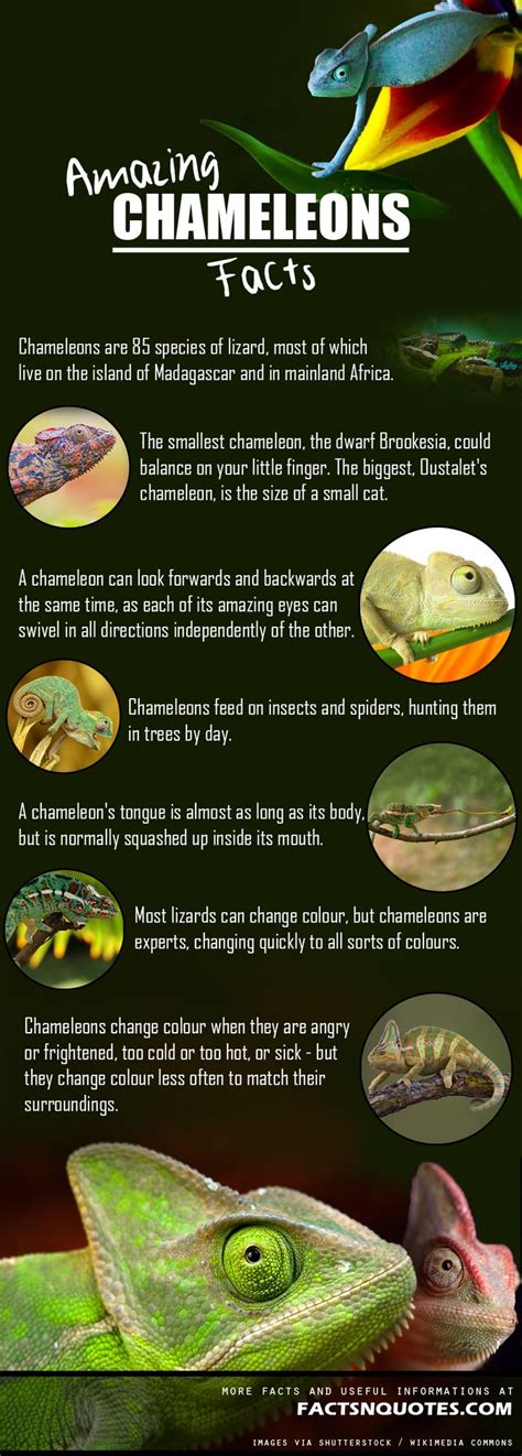 Best 25+ Chameleon facts ideas on Pinterest | Chameleons, Animal close up and Texture meaning