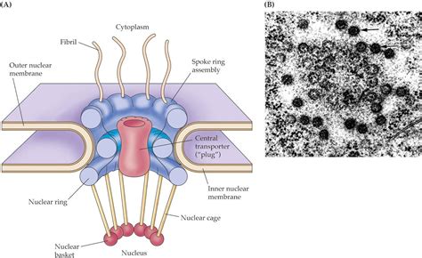 Nucleus Ultra structure | Nucleus, Pet logo design, Nuclear membrane