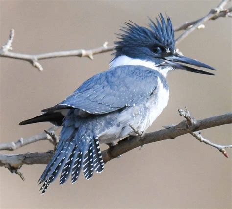 Belted Kingfishers Gallery - Flying Lessons