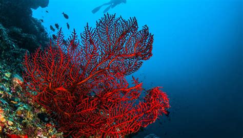 Trophic Levels of Coral Reefs | Sciencing