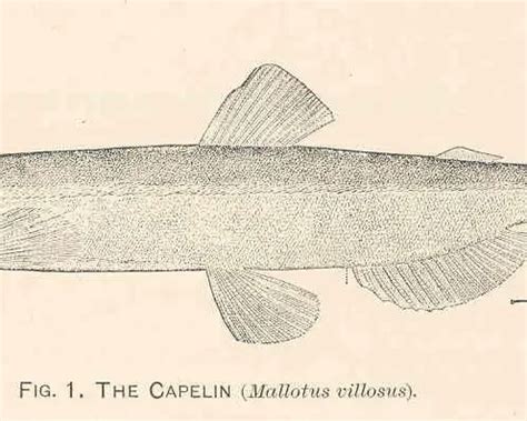 Capelin - Facts, Diet, Habitat & Pictures on Animalia.bio