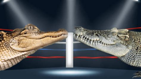 Alligators vs Crocodiles | Critter Science