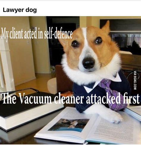 Pin by Frances Perkins on Lawyer Dog | Dog memes, Funny dog memes, Funny dogs