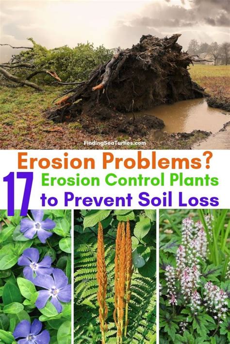 Garden Erosion Control Plants for Slopes and Banks