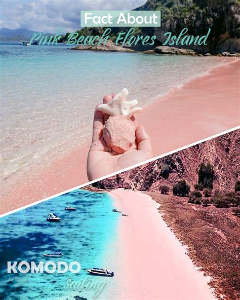 Facts About Pink Beach Flores Island - Flores Komodo Packages, Bali ...