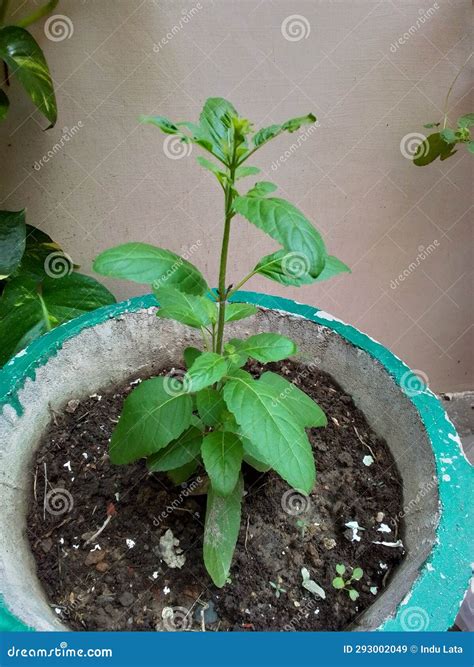 Tulasi plant stock image. Image of lavender, tropical - 293002049