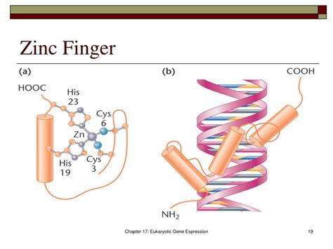 PPT - Eukaryotic Regulation PowerPoint Presentation, free download - ID ...