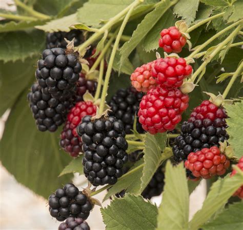 Blackberries: Planting, growing, and harvesting blackberry bushes from The Old Farmer's Almanac ...