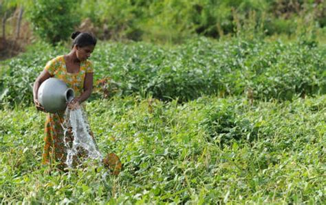 Sri Lanka’s organic farming crisis: Learning from failures