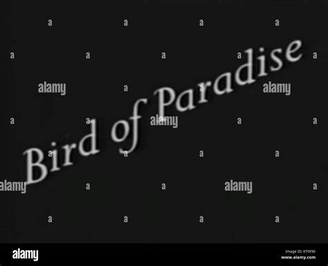 Bird of Paradise (1932) - Title Stock Photo - Alamy