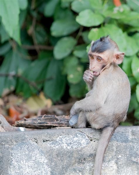 Premium Photo | Baby brown monkey is eating jelly