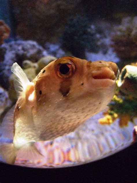 SEA LIFE Minnesota Aquarium: Porcupine Pufferfish