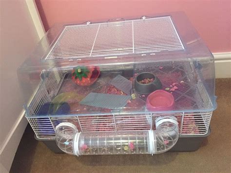 2 Female cute Roborovski hamsters with cage | in Pinner, London | Gumtree