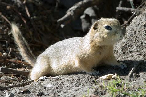 The News For Squirrels: Squirrel Facts: Richardson's Ground Squirrels Speak In a "Whisper"